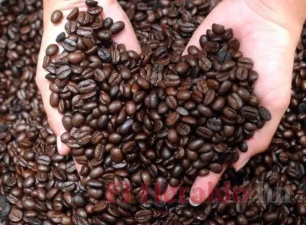 3 diferencias clave entre el café arábica y colombiano