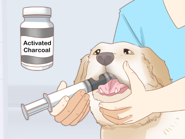 Perro comió café molido de K Cup: siga estos 5 consejos de inmediato para proteger la salud de su perro