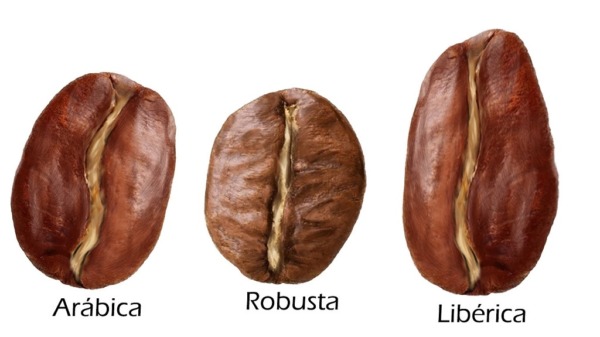 ¿Por qué los granos de café Arábica son mejores que los Robusta?