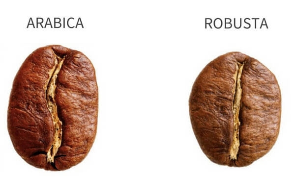 Granos de café arábica vs. robusta   5 diferencias clave